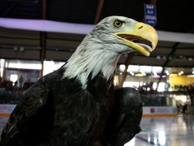 Aigle
