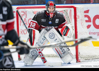 papillon quentin bordeaux dom 11