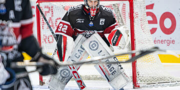 papillon quentin bordeaux dom 11